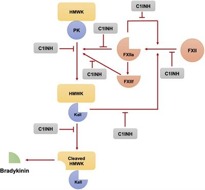 Pathophysiology of bradykinin and histamine mediated angioedema
